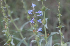 Penstemon angustifolius caudatus