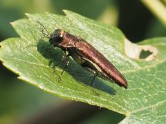Agrilinae