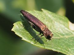 Agrilinae