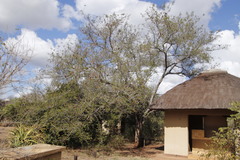 Albizia forbesii
