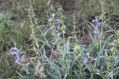 Penstemon angustifolius caudatus