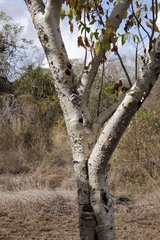 Steganotaenia araliacea
