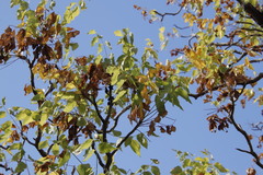 Steganotaenia araliacea