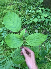 Viburnum lantanoides