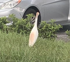 Bubulcus ibis