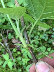 Viburnum lantanoides
