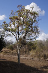 Steganotaenia araliacea