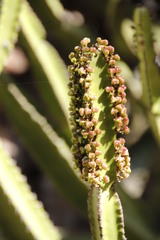 Euphorbia confinalis