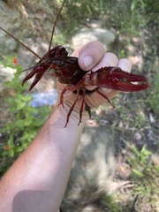 Procambarus clarkii