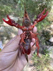 Procambarus clarkii