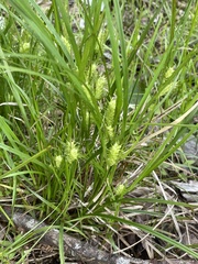 Carex baileyi