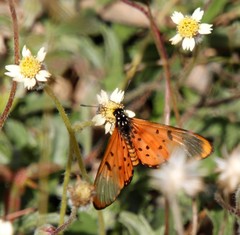 Acraea neobule