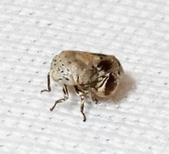 Clastoptera laevigata