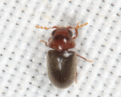 Tricorynus dichrous