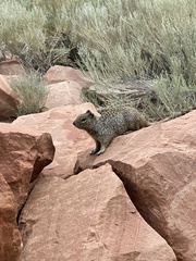 Otospermophilus variegatus