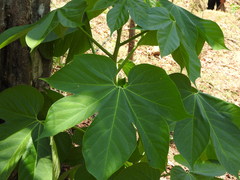 Gyrocarpus jatrophifolius