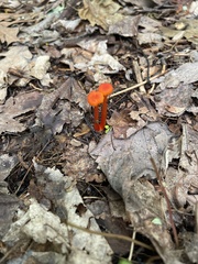 Hygrocybe minutula