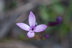 Lobelia stenosiphon