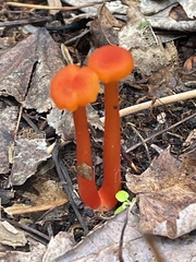Hygrocybe minutula