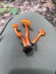 Hygrocybe minutula