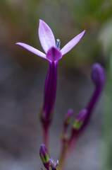 Lobelia stenosiphon