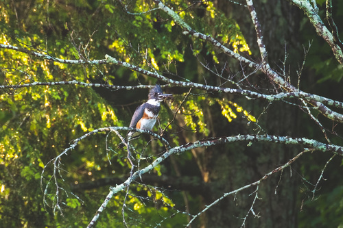 Belted Kingfisher photographed in New York