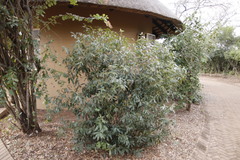 Euclea natalensis angustifolia