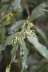 Euclea natalensis angustifolia