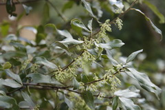 Euclea natalensis angustifolia
