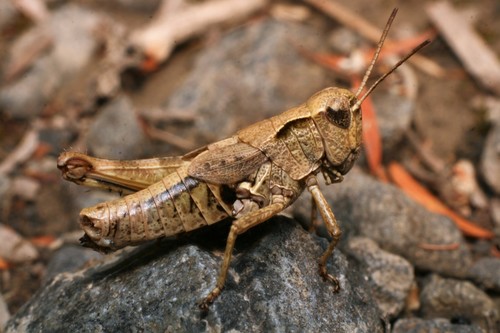 New Zealand Grasshopper