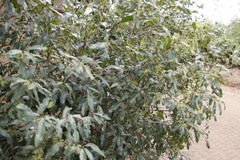 Euclea natalensis angustifolia