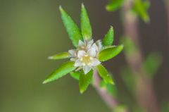 Phylica linifolia