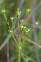 Phylica linifolia