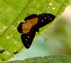 Echenais thelephus