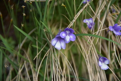 Pinguicula leptoceras