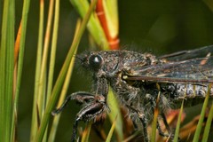 Maoricicada cassiope