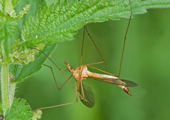 Tipula lunata