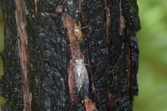 Neocicada hieroglyphica