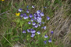 Pinguicula leptoceras