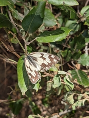 Melanargia lachesis