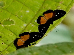Echenais thelephus