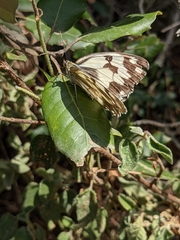 Melanargia lachesis