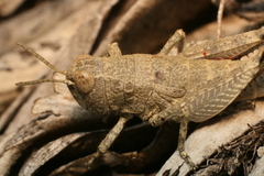 Brachaspis nivalis