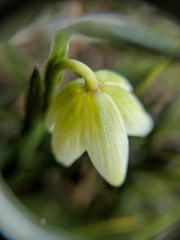 Fritillaria liliacea