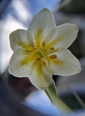 Fritillaria liliacea