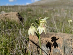 Fritillaria liliacea