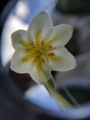 Fritillaria liliacea