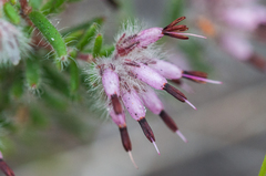 Erica eriocephala