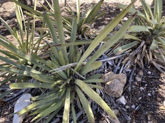 Yucca baccata baccata