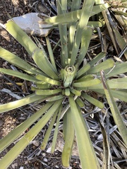Yucca baccata baccata